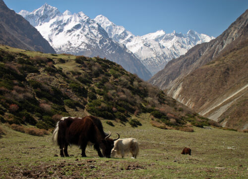 Tsum Valley Trek