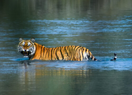 Bardiya National Park