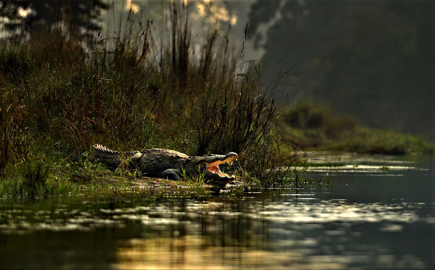 Chitwan National Park