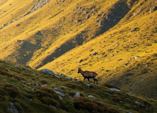Dhorpatan Hunting Reserve